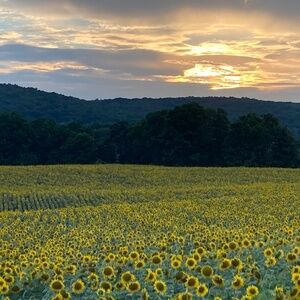Cooperstown N.Y. Field of Sunflowers